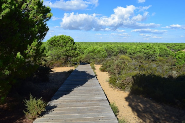 Photo wooden footbridge to the sea between pine forest