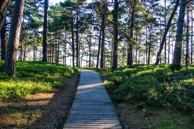 Wooden Footbridge Through the Sand Dunes to the Sea