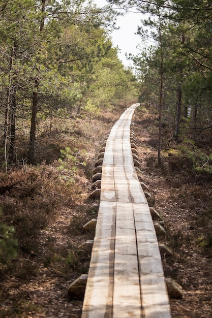 Photo a wooden footpath in an early spring swamp