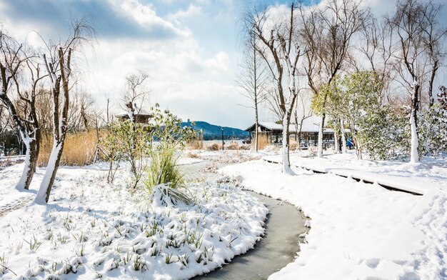 写真 冬の公園の木の小道