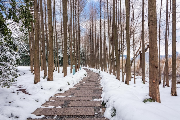 Wooden footpath in winter park