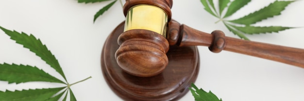 Wooden gavel of judge and sound block surrounded by marijuana leaves on table illegal growth of