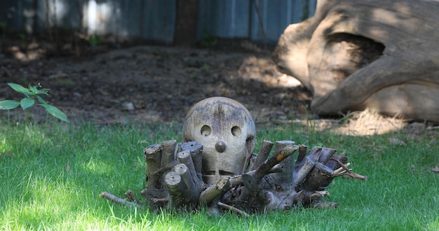 wooden head on a stump