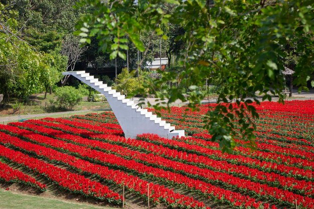 Wooden height stairs white in garden park outdoor