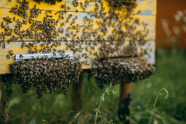 Photo a wooden hive full of bees in the apiary