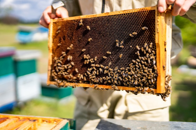 Wooden honey bee farming Beekeeping farming apiary