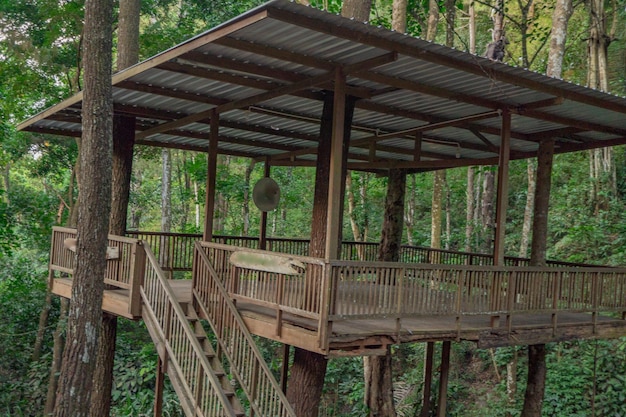 Wooden House on the pine forest when spring season