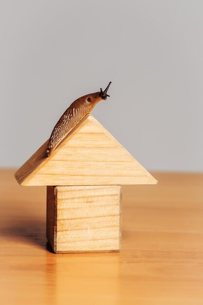 Wooden house and slug