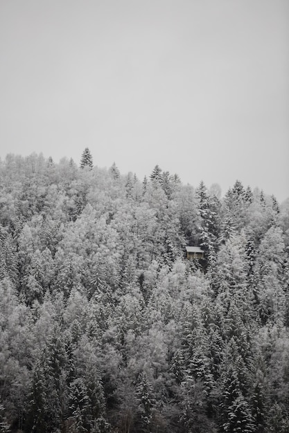 Wooden house in a snow covered mixed pine fir and spruce trees\
forming a graphic texture winter mountain landscape vertical\
photo