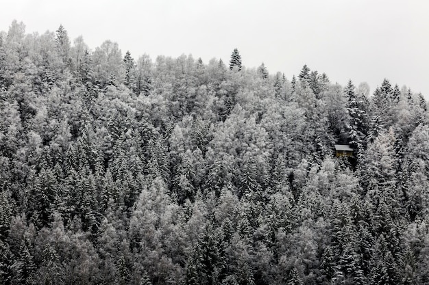 Wooden house in a snow covered mixed pine fir and spruce trees\
forming a graphic texture