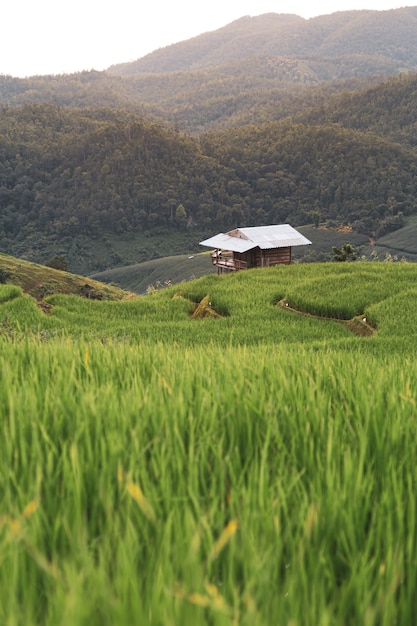 Photo wooden house in a terraced rice field filled with rice