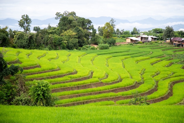 Photo wooden house in a terraced rice field filled with rice