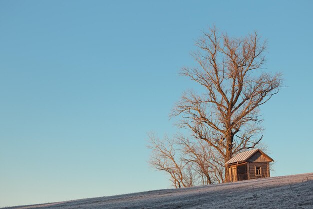 Wooden hut at the top of a hill under a tree at wintertime