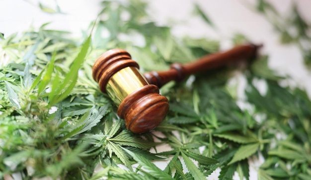 Photo wooden judge gavel on green cannabis leaves closeup