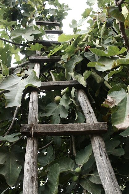 Photo wooden ladder leaning on a fig tree