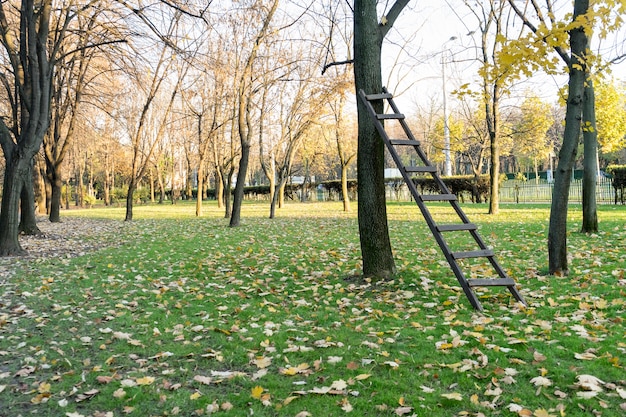 Wooden ladder sustained by a tree