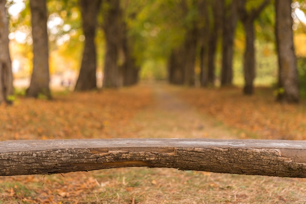 Wooden log bench in park in autumn 