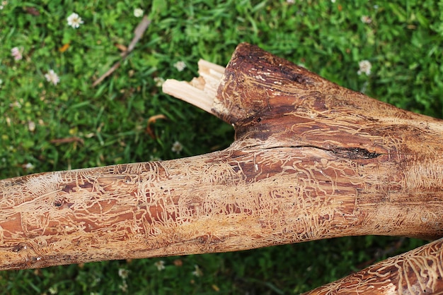 Foto tronco di legno danneggiato dalla corteccia di albero abbattuto