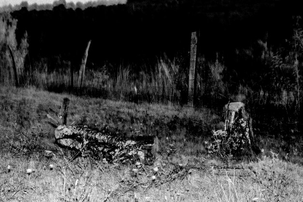 Photo wooden log on grassy field