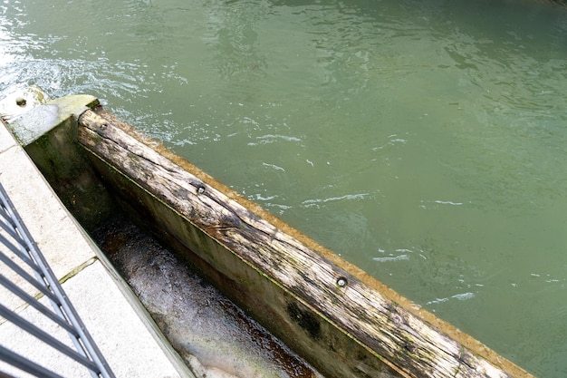 A wooden log is floating in a river