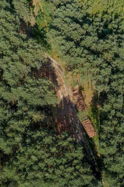 Wooden logs from a pine forest