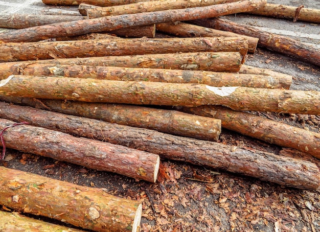 Wooden logs heap