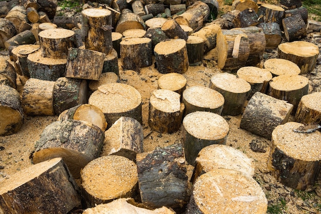 Wooden logs of oak tree and sawdust near sawmill