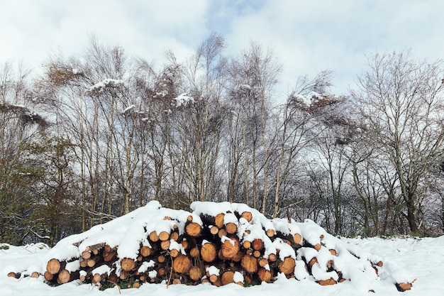 Wooden logs piled up covered with snow in the forest