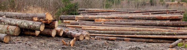 Wooden logs of pine woods in the forest, stacked in a pile. Freshly chopped tree logs stacked up on top of each other in a pile.