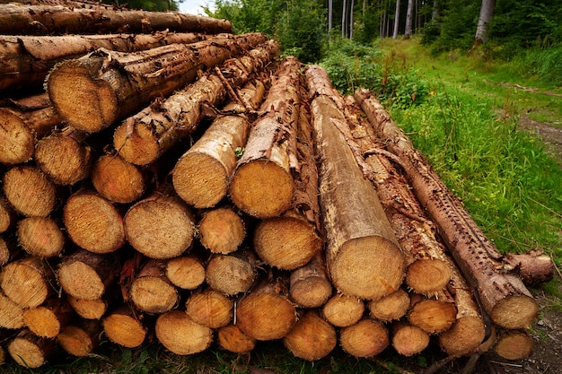 Wooden logs stacked in Harz mountains Germany                  