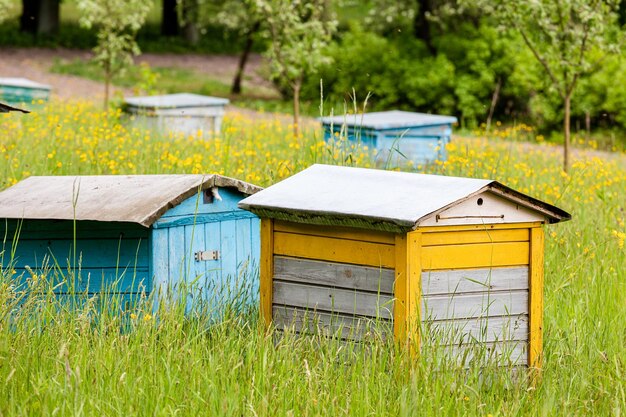 Wooden multicolored beehive on a green flower meadow