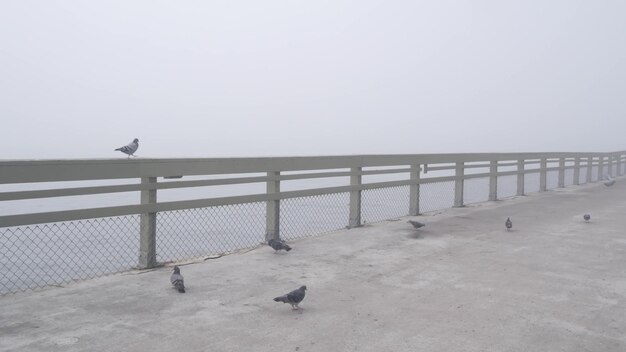 Wooden ocean beach pier in fog misty calm boardwalk in haze california coast