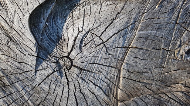 Vecchio ceppo di legno, fondo di struttura di legno. albero segato con crepe. albero tagliato rotondo con anelli annuali come struttura di legno.