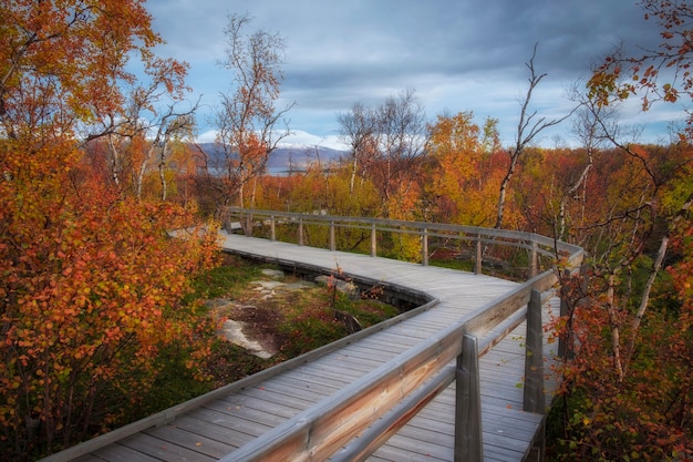 Wooden path in Abisko National Park in polar Sweden in golden autumn