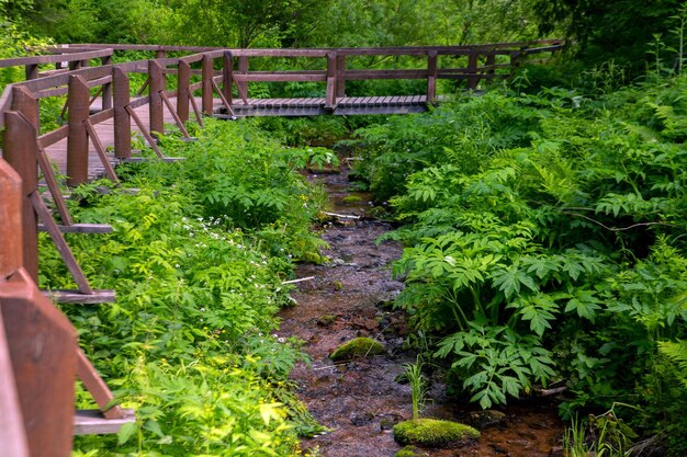 Wooden path and footbridge over a stream in a lush green forest Walk outdoors