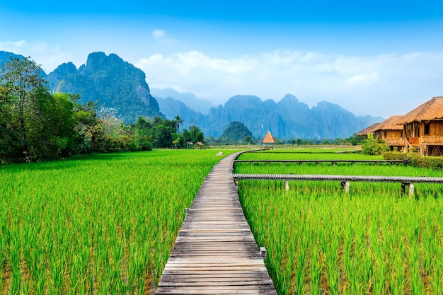 Percorso in legno e campo di riso verde a vang vieng, laos.