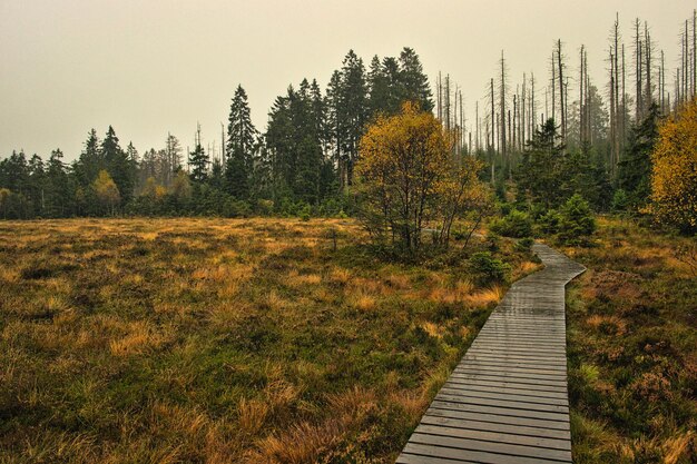 A wooden path over a high moor landscape in Germany on a rainy day