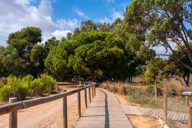 Torrevieja Alicante의 Lagunas de la Mata 자연 공원의 나무 길