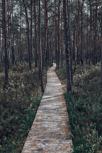 Wooden path leading through the swamp and forest in a natural park autumn forest landscape