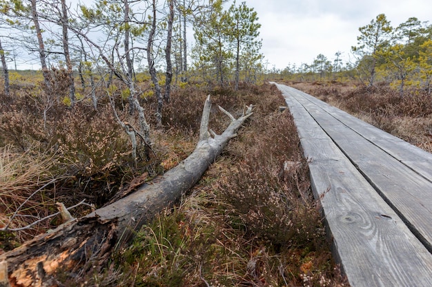 A wooden path leads to a fallen tree.