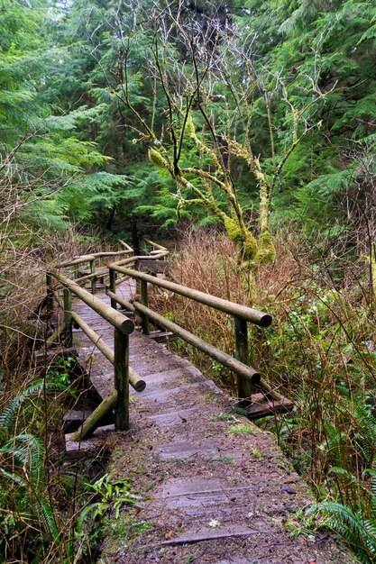 Wooden path in the middle of the forest