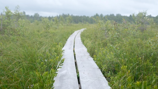 A wooden path in the national park in estonia among the forest and bog on a foggy day