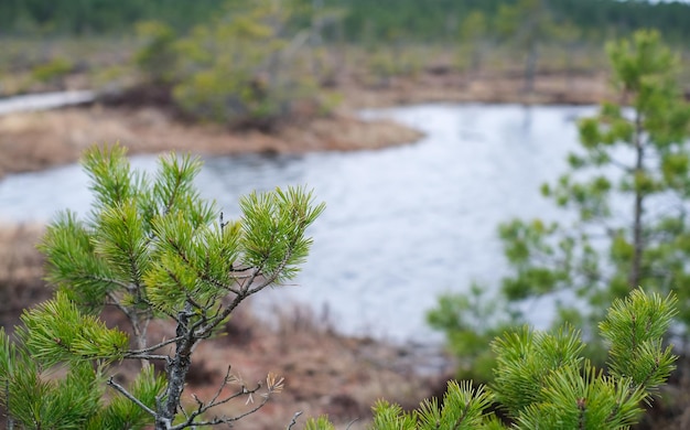 Un sentiero in legno nel parco nazionale di soomaa in estonia tra la foresta e la palude in una giornata limpida