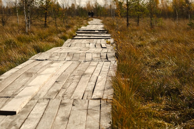 Photo wooden path on the swamp in yelnya belarus