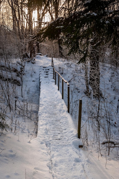 Wooden path through forest covered with snow. Forest landscape at sunny winter day. Selective focus. Hiking trail. Latvia. Baltic.