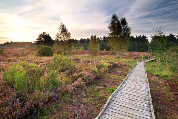 wooden path through heather meadows at sunrise