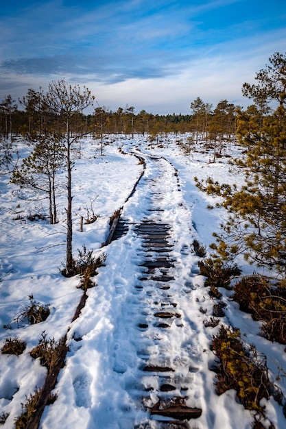 Wooden path through marsh covered with snow Typical bog landscape at sunny winter day