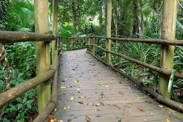 Wooden path through the rainforest in Brazil