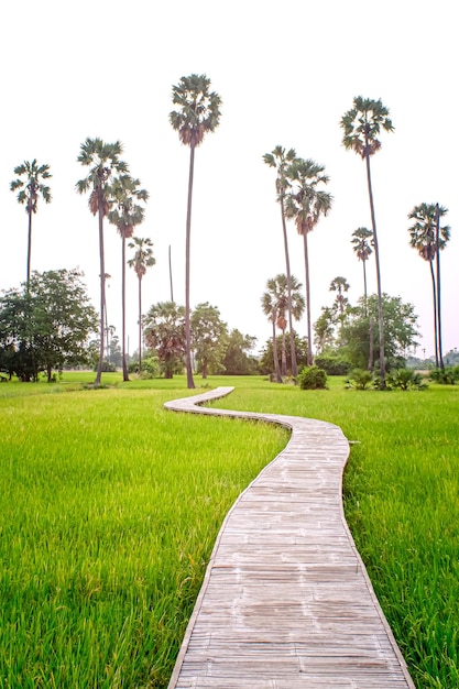 wooden path with agriculture farm landscape