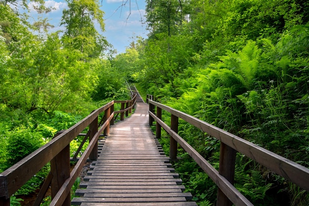 Wooden path with railings in a lush green forest Walk outdoors